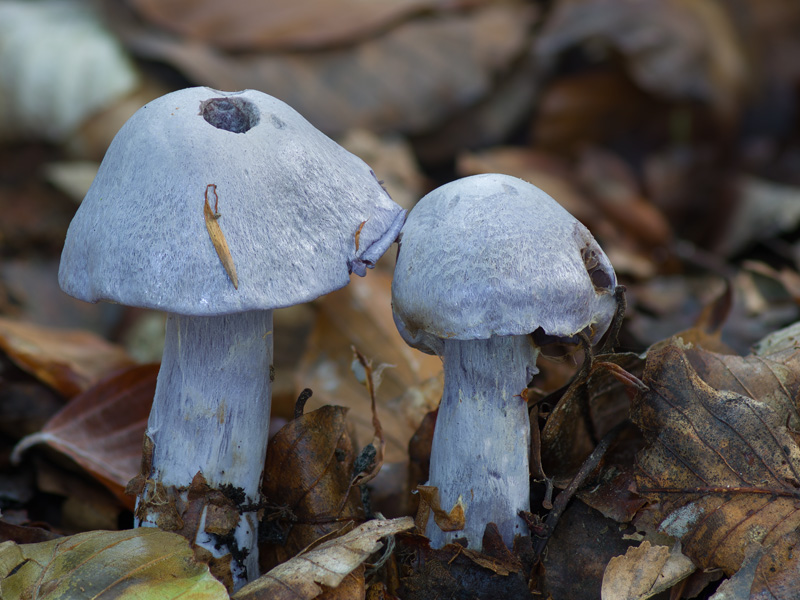 Cortinarius alboviolaceus